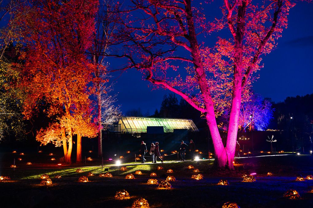 Illuminated trees with pink and orange lights create a magical nighttime garden landscape with glowing pathways. Glow at RHS Harlow Carr.