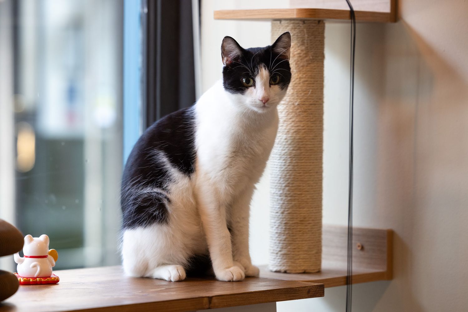 Meow Lounge, Hertforshire: A black and white cat perches on a wooden window shelf while gazing at something outside.