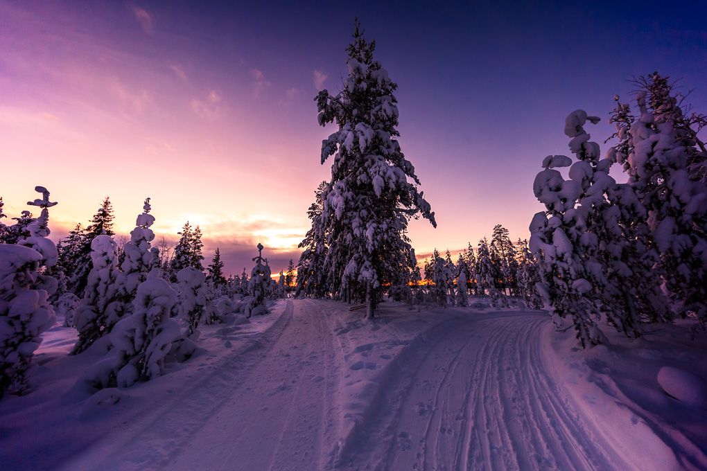 Snow-covered winter landscape with evergreen trees silhouetted against a vibrant purple and pink sunset sky in Lapland, Finland.
