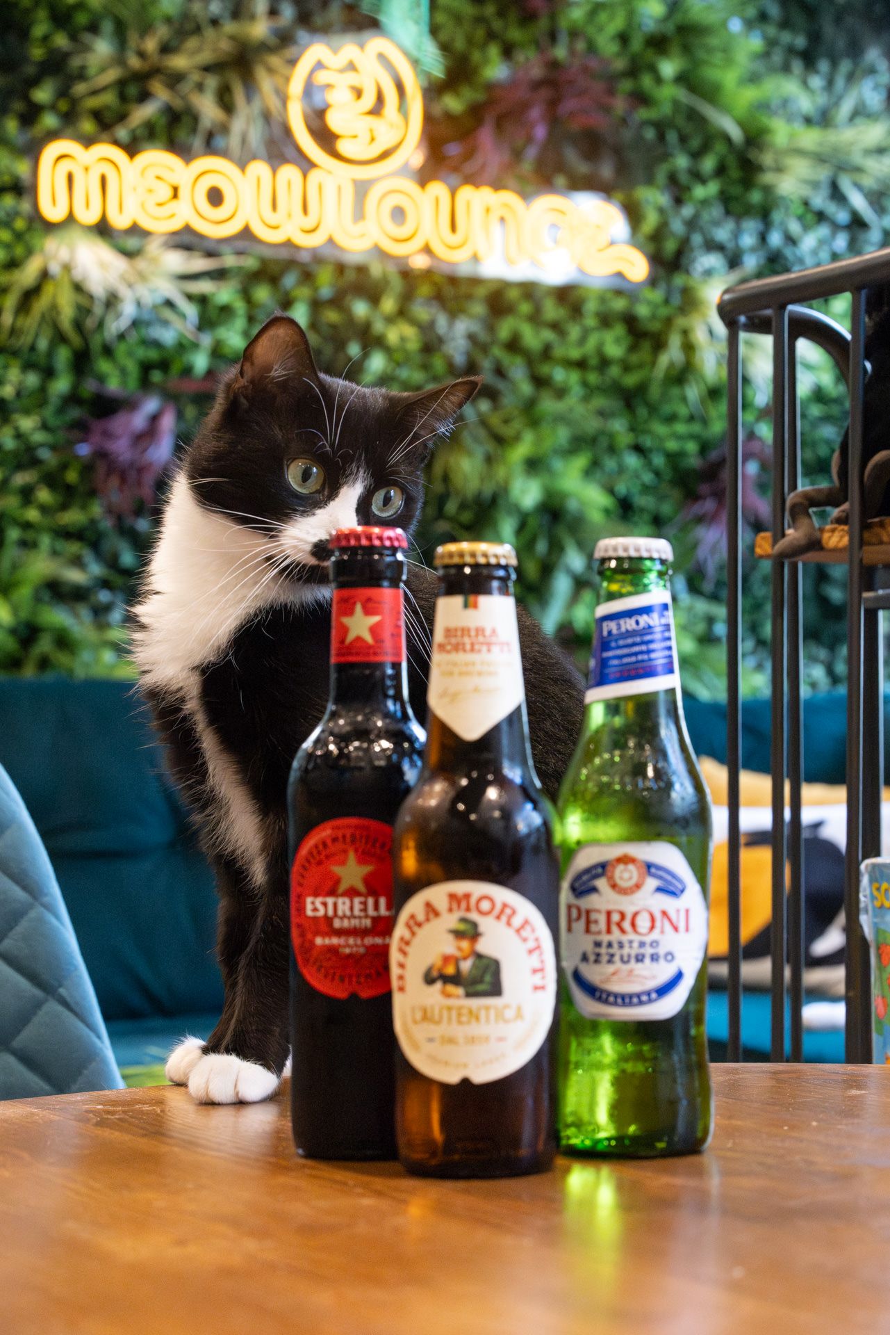 A black and white cat sits attentively behind beer bottles at a bar with illuminated 'meow lounge' signage in the background.