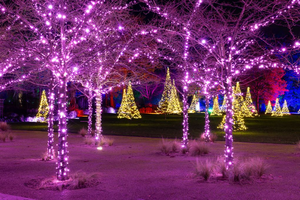 Illuminated Christmas trees and trees wrapped in purple lights create a magical nighttime display at RHS Wisley.