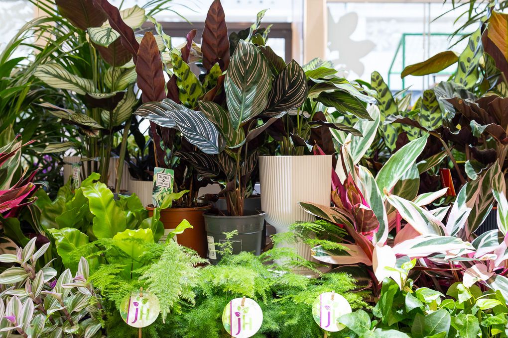 Lifestyle and retail photography of RHS Plant Space at Bluewater, featuring a lush indoor garden display with vibrant tropical plants.