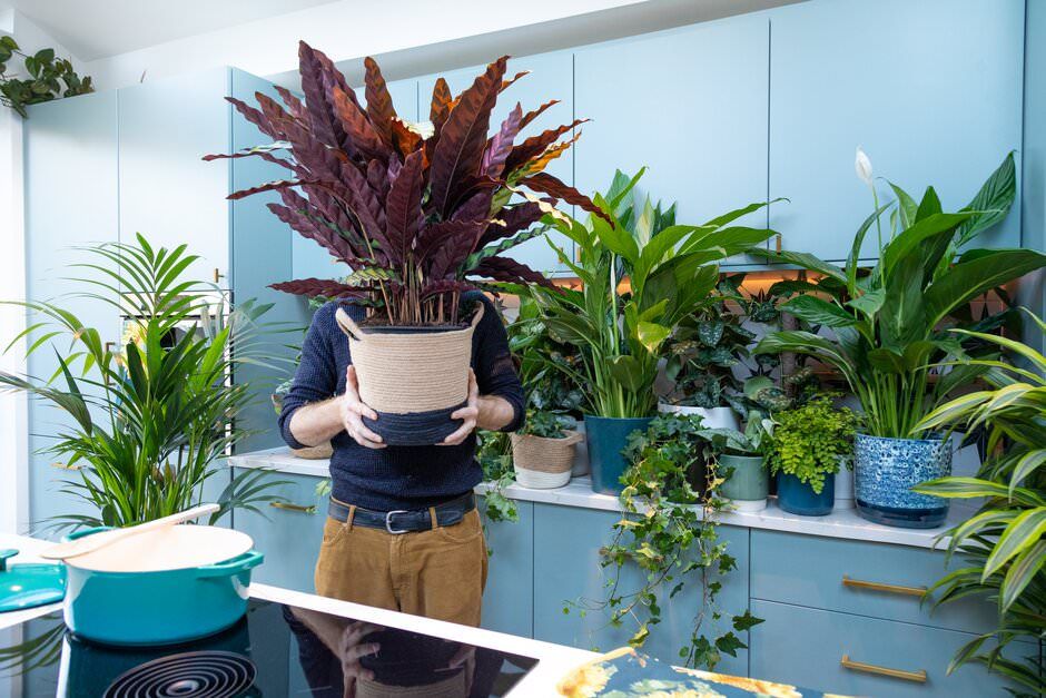 A London lifestyle shoot of a man holding a collection of potted houseplants arranged along a windowsill with natural light streaming in.