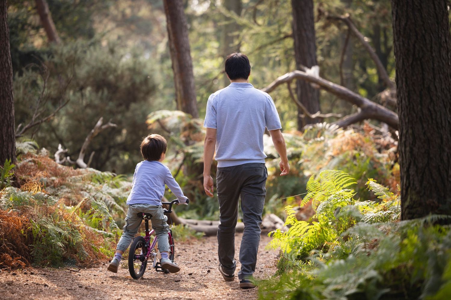 Father and child walking on a forest trail with a balance bike among lush green ferns and trees.