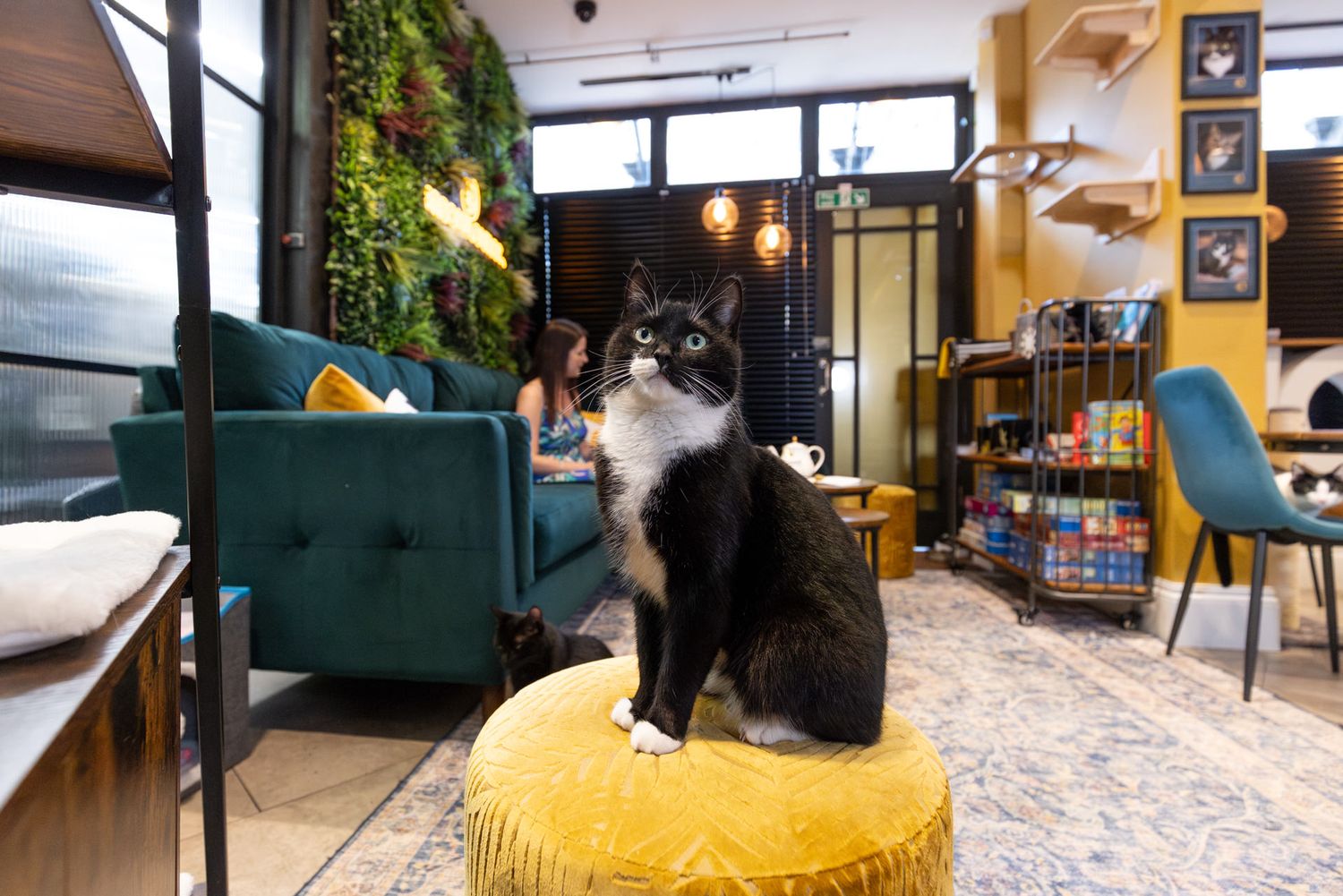 Inside Meow Lounge, Hitchin: A black and white cat sits on a yellow ottoman inside a cozy cafe with green furniture and indoor plants.