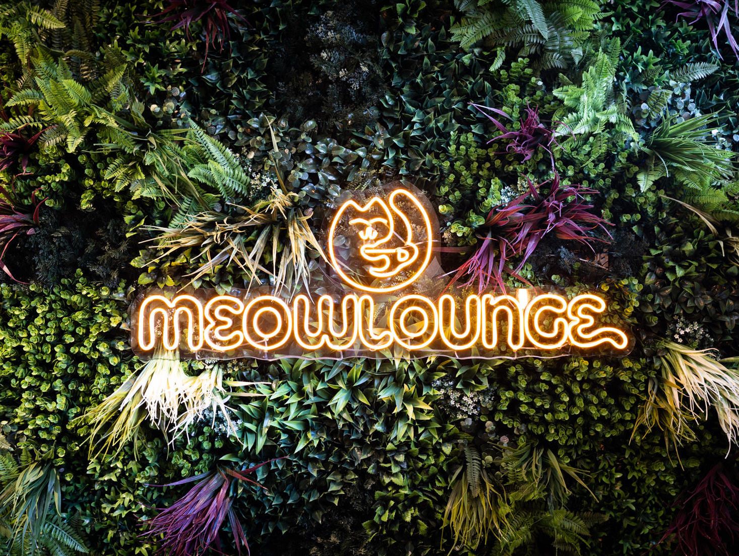 Branding photography at Meow Lounge Hitchin