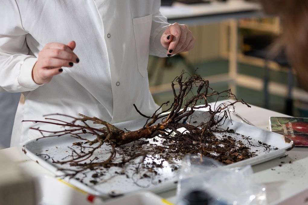RHS Wisley staff member arranging plant material for horticultural work, photographed as part of  natural staff and workplace photography