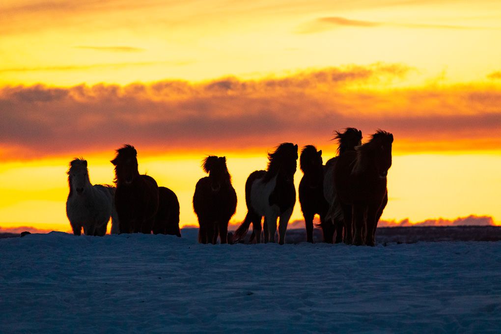 A herd of Icelandic horses silhouetted against a vibrant orange and yellow sunset sky over the snowy wilderness.