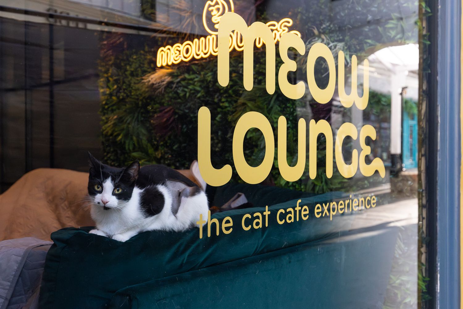 Illuminated storefront sign for 'Meow Lounge' cat cafe with glowing golden text and decorative elements.