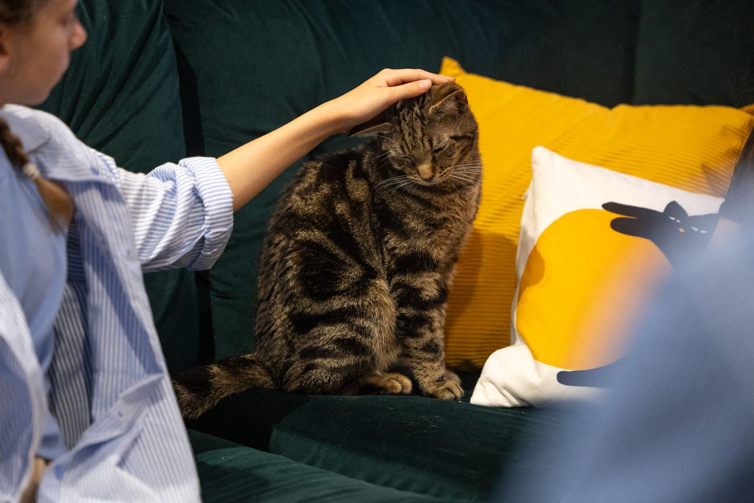 Cat Cafe Hitchin: A hand pets a large tabby cat sitting on a green couch with yellow throw pillows in the background.