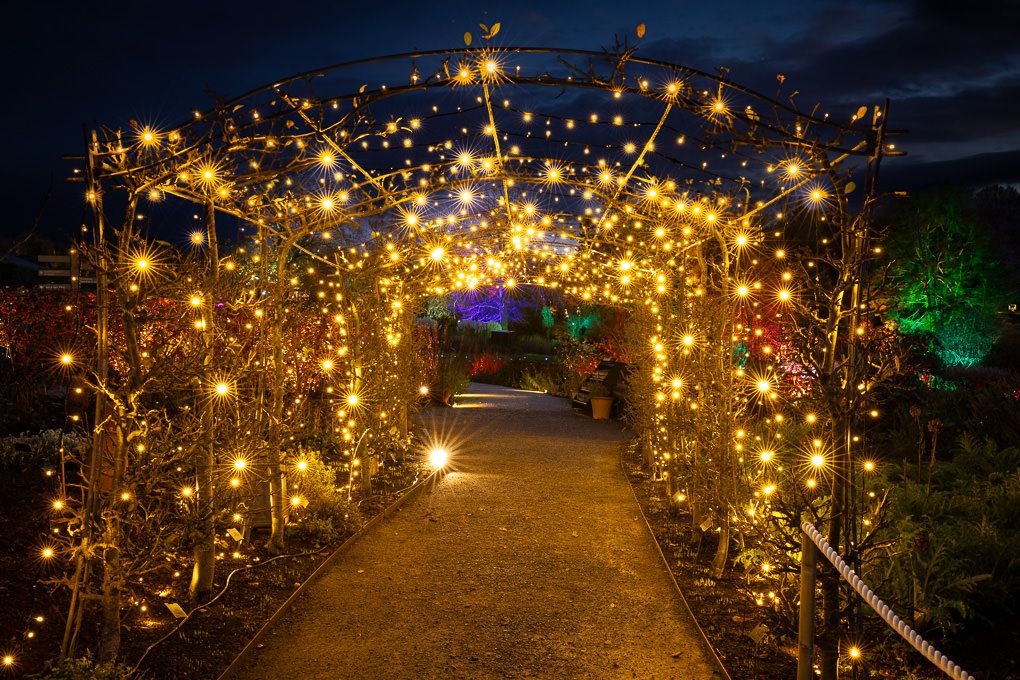 Illuminated pathway through garden archways decorated with fairy lights, creating a magical nighttime ambience. Glow, RHS Harlow Carr