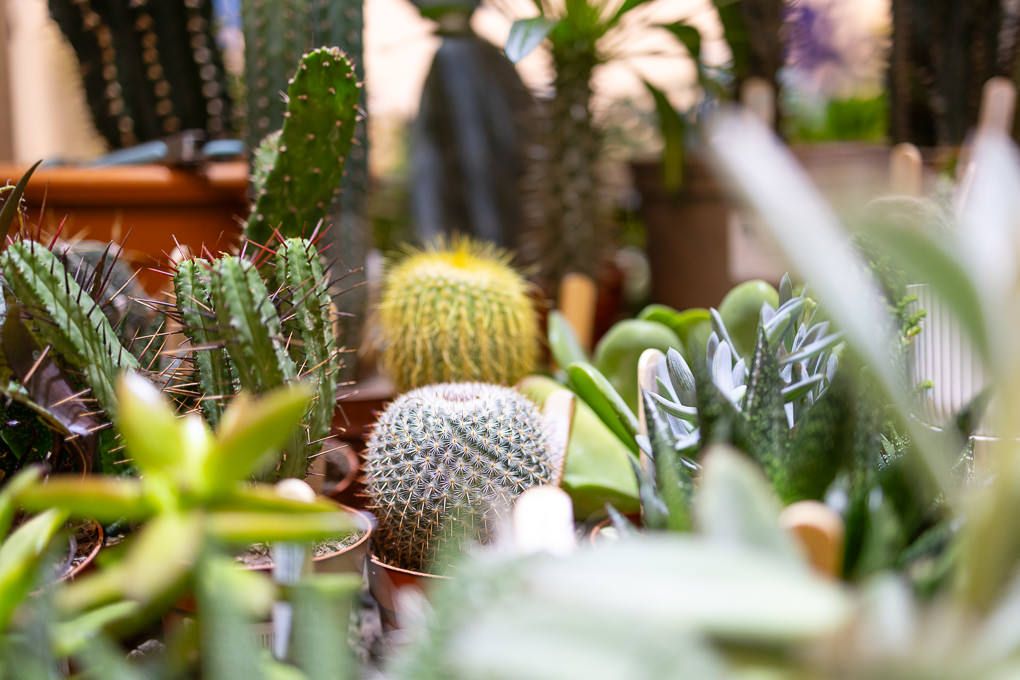 Lifestyle retail photography of RHS Plant Space at Bluewater, featuring succulent and cactus display with barrel cactus in focus.