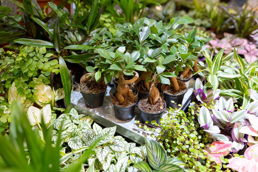 Lifestyle and retail photography of RHS Plant Space at Bluewater, showing potted plants and seedlings displayed in natural light indoors.