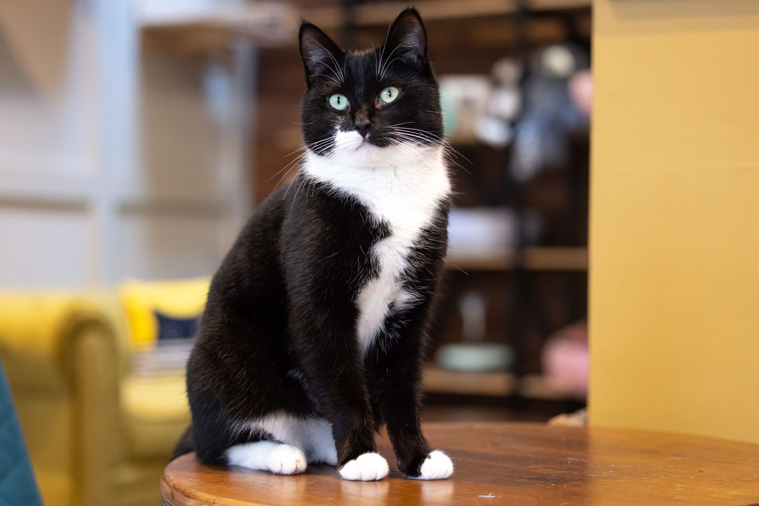 Inside Meow Lounge, A tuxedo cat with black and white fur sits alertly on a wooden table in a bright room with yellow furniture.
