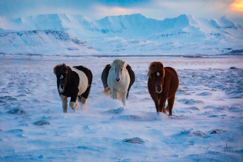 Icelandic horses traverse a snowy winter landscape at sunset with mountains in the background.