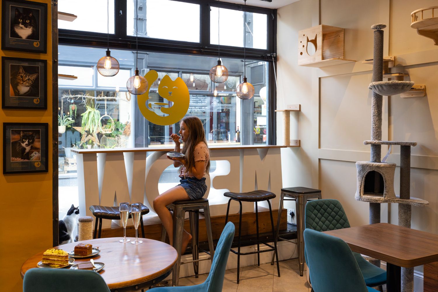 Interior of a modern cat cafe with cat climbing furniture, window seating, and framed cat artwork on walls. Hitchin, Hertfordshire.