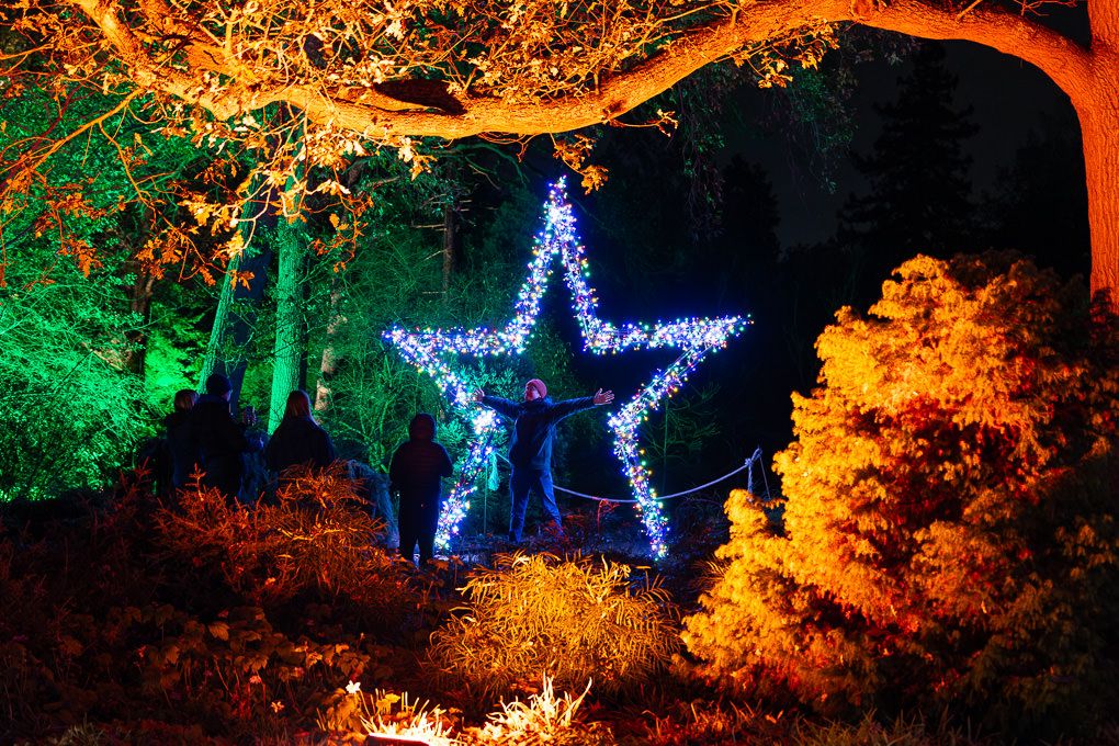 Large illuminated blue star installation, with surrounding trees lit in orange and green during Glow at RHS Wisley.