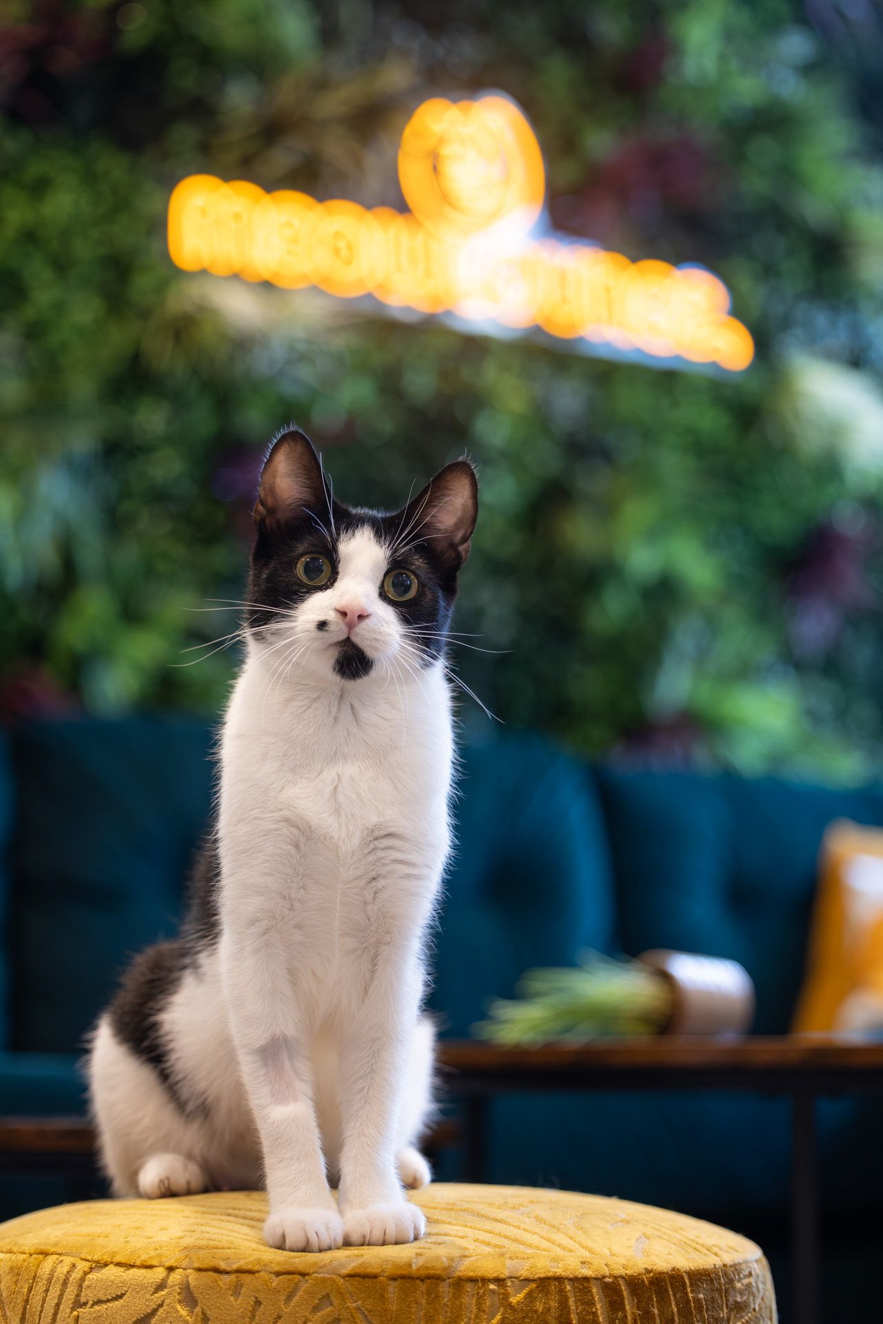 Inside Hitchin's cat cafe - A black and white cat sits regally on a yellow cushion with golden lights glowing in the blurred background.