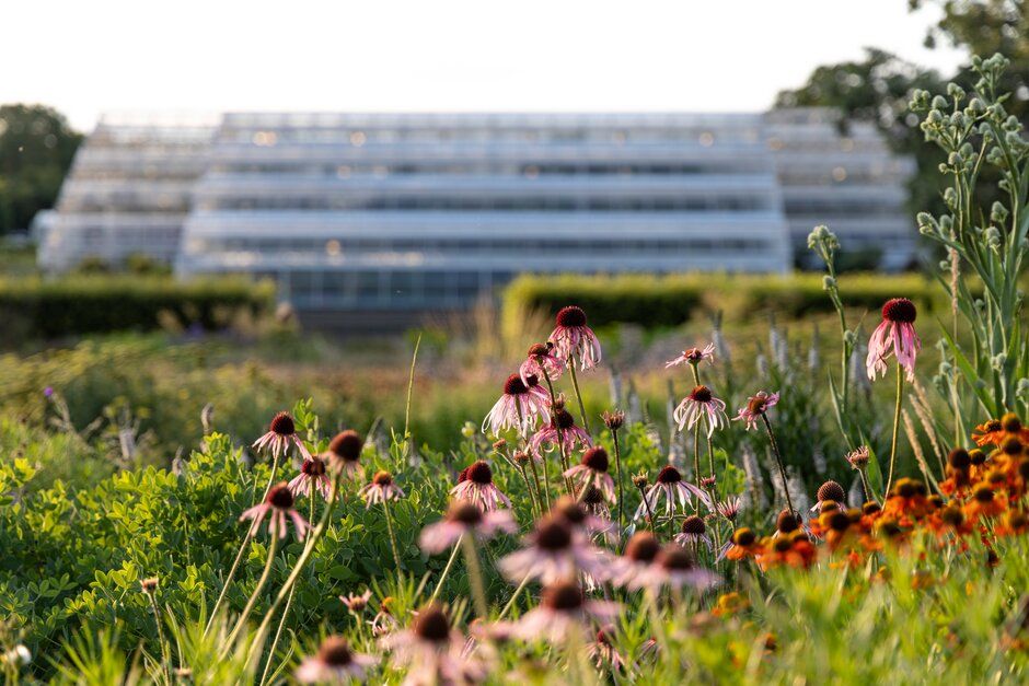 Pink and purple coneflowers bloom in a garden with a modern glass greenhouse structure visible in the background.