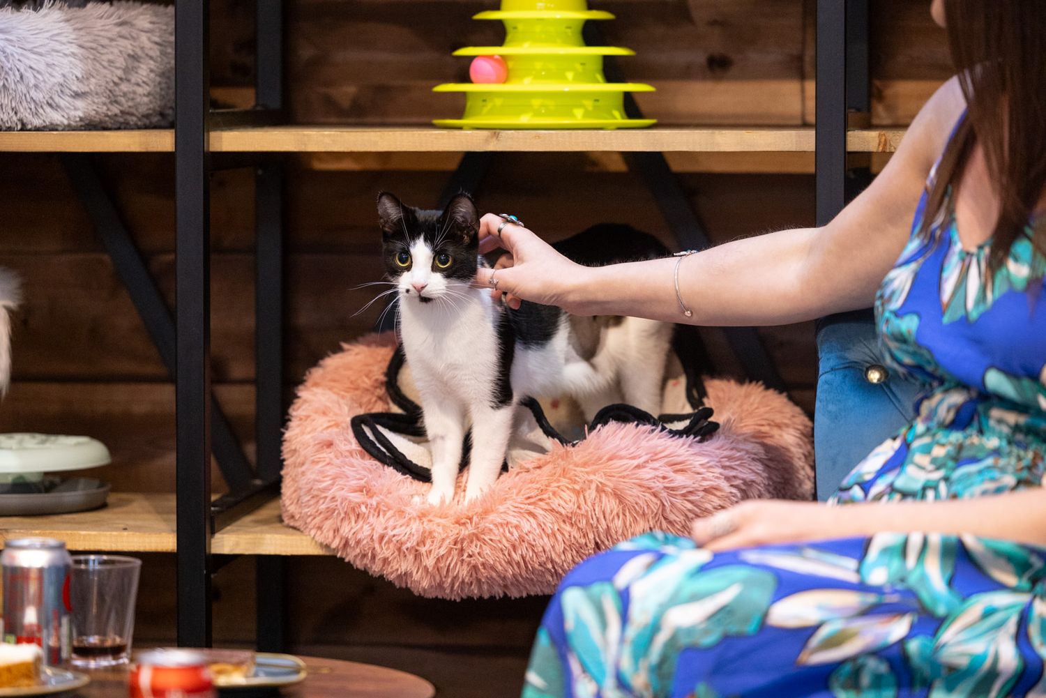 Meow Lounge, Hitchin: Black and white cat sitting on a pink round cushion while being petted at a cosy cafe with wooden shelves.