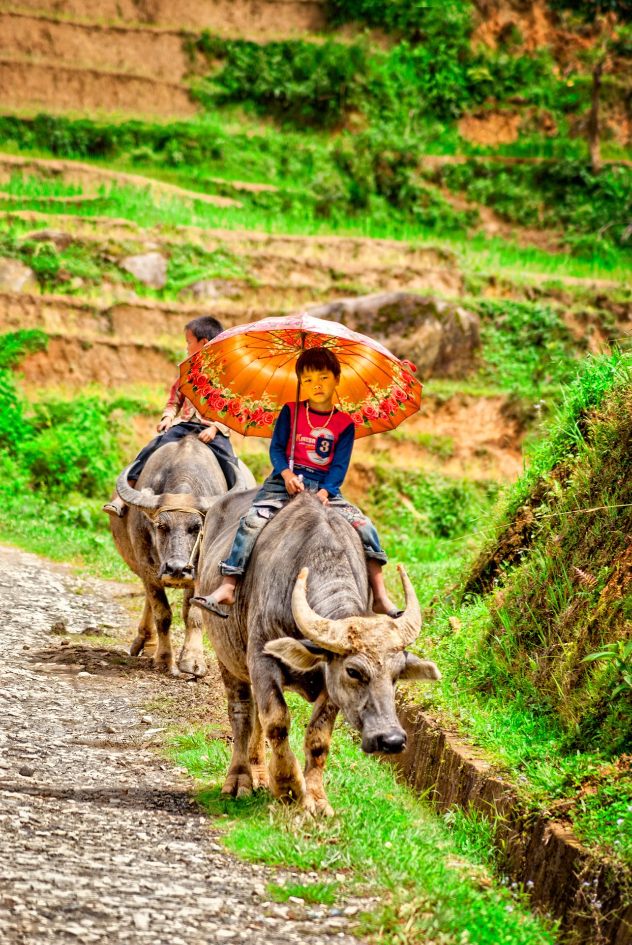 A traveler holding a colorful umbrella rides on water buffaloes along a terraced hillside path in rural Asia.