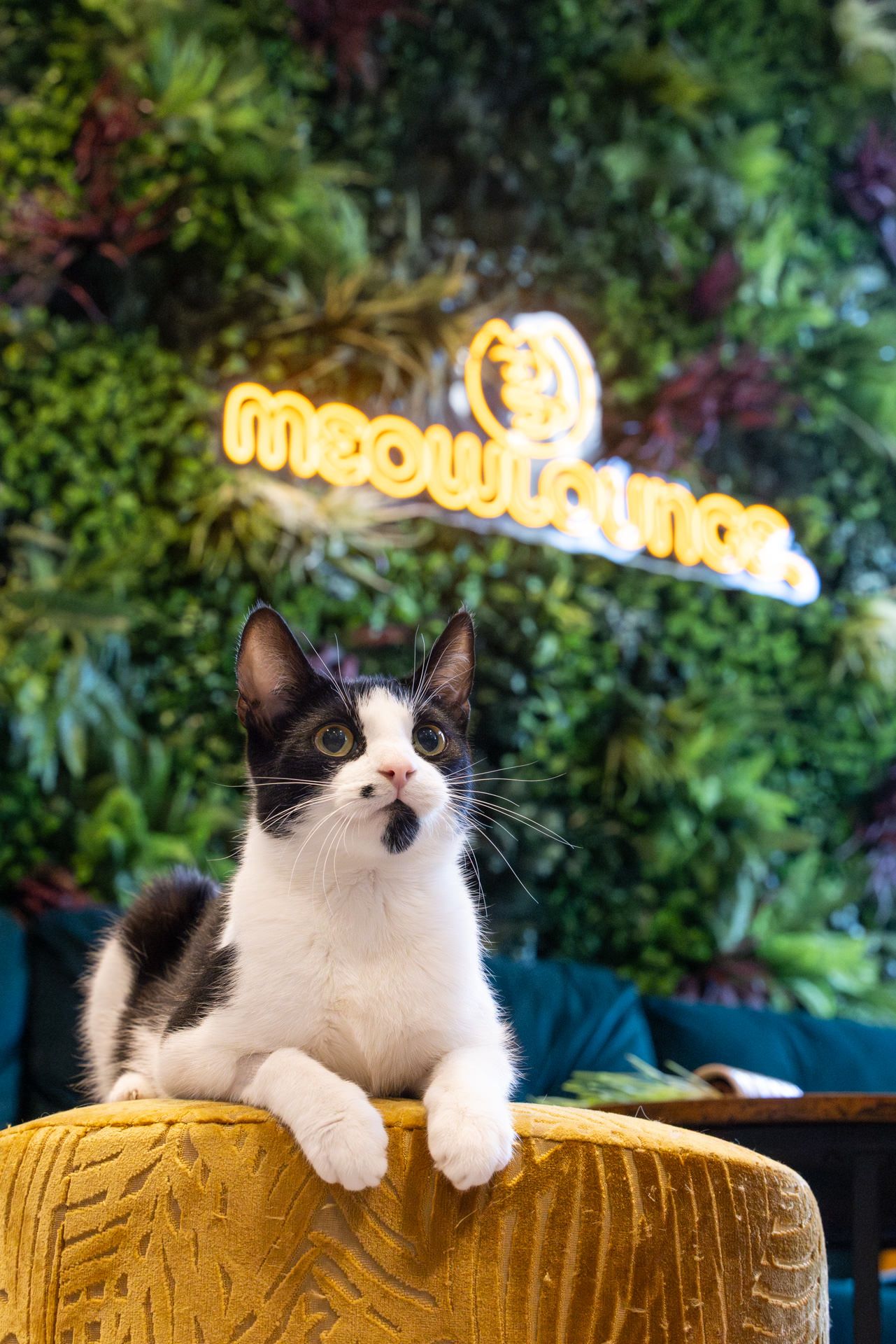 Black and white cat lounges on golden velvet chair beneath neon Meow Lounge, cat cafe sign with lush greenery background.