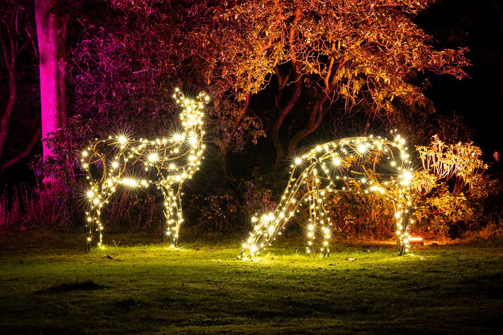 Illuminated trees with string lights create a magical nighttime display at RHS Harlow Carr for their Glow event.
