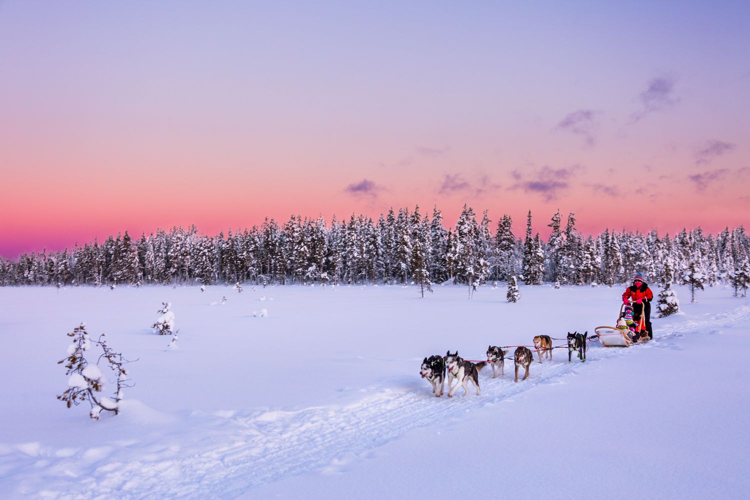 Dog sled team crosses snowy terrain during sunset with pine forest silhouetted against pink and purple winter sky.