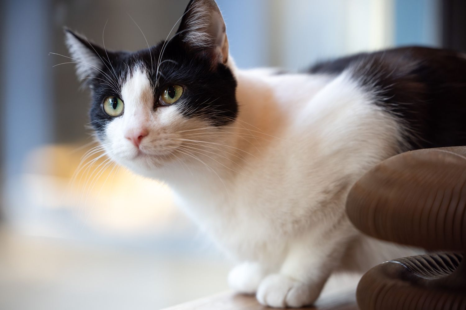 Meow Lounge, Hitchin: A black and white cat with striking green eyes rests while looking intently at the camera with soft focus background.
