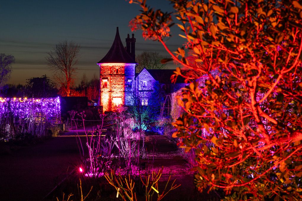 Illuminated tower glowing in vibrant purple and red lights against the dark evening sky during the Glow event at RHS Bridgewater.