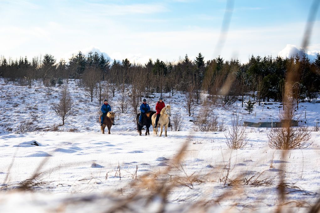 Excursion photography of a group of riders on Icelandic horseback traversing a snowy mountain trail with snow-capped peaks.