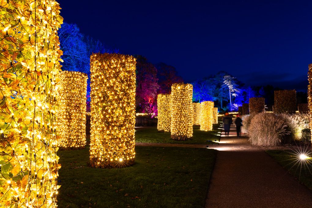 Illuminated golden light columns create a magical pathway through a garden at night. Light trail photography during Glow at RHS Wisley.