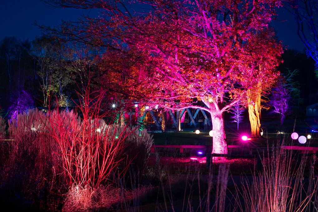 Trees illuminated with vibrant pink and purple lights create a magical nighttime garden display during the Glow event at RHS Bridgewater.