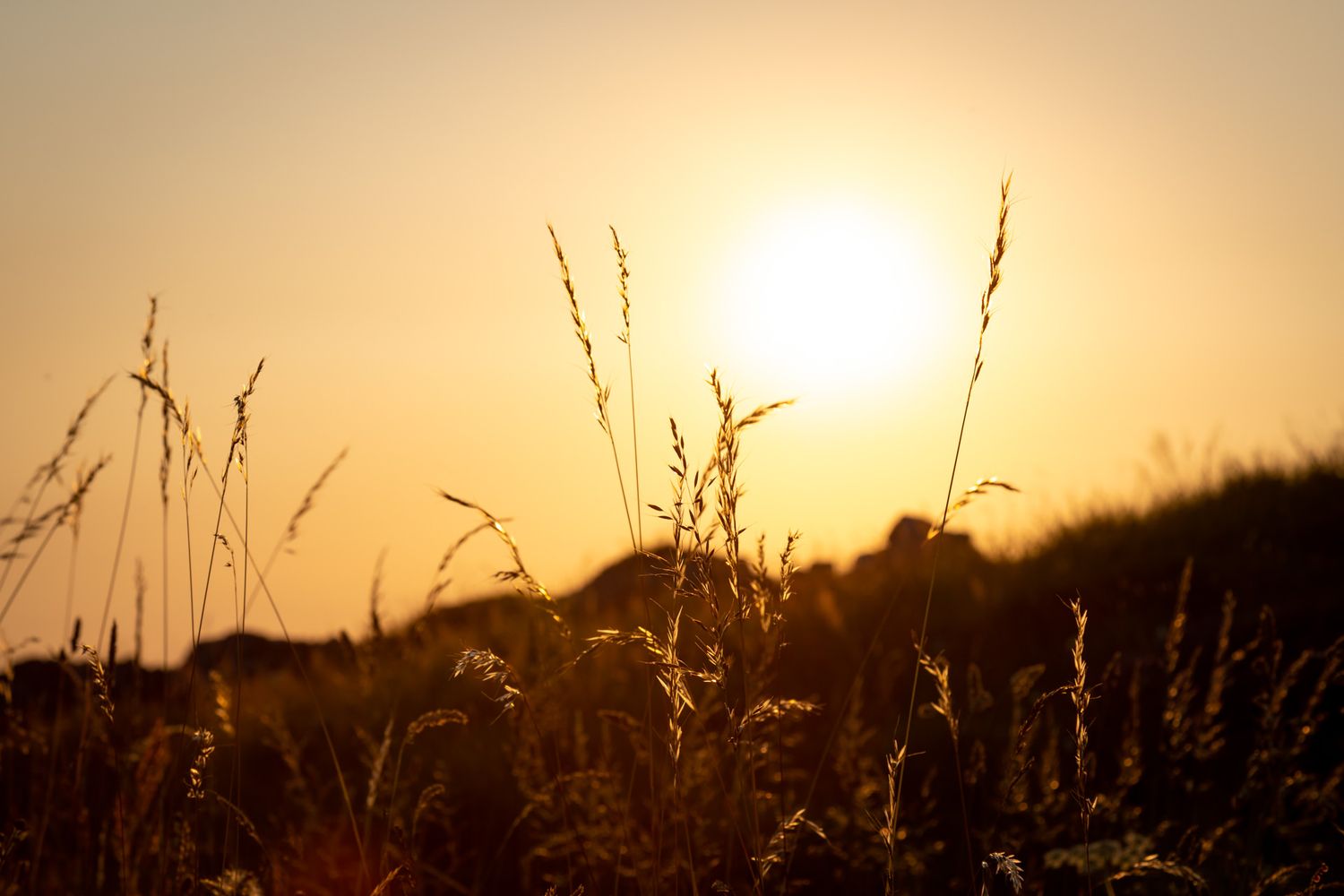 Tall grass silhouettes sway against a warm, golden sunset sky, creating a serene, natural landscape.