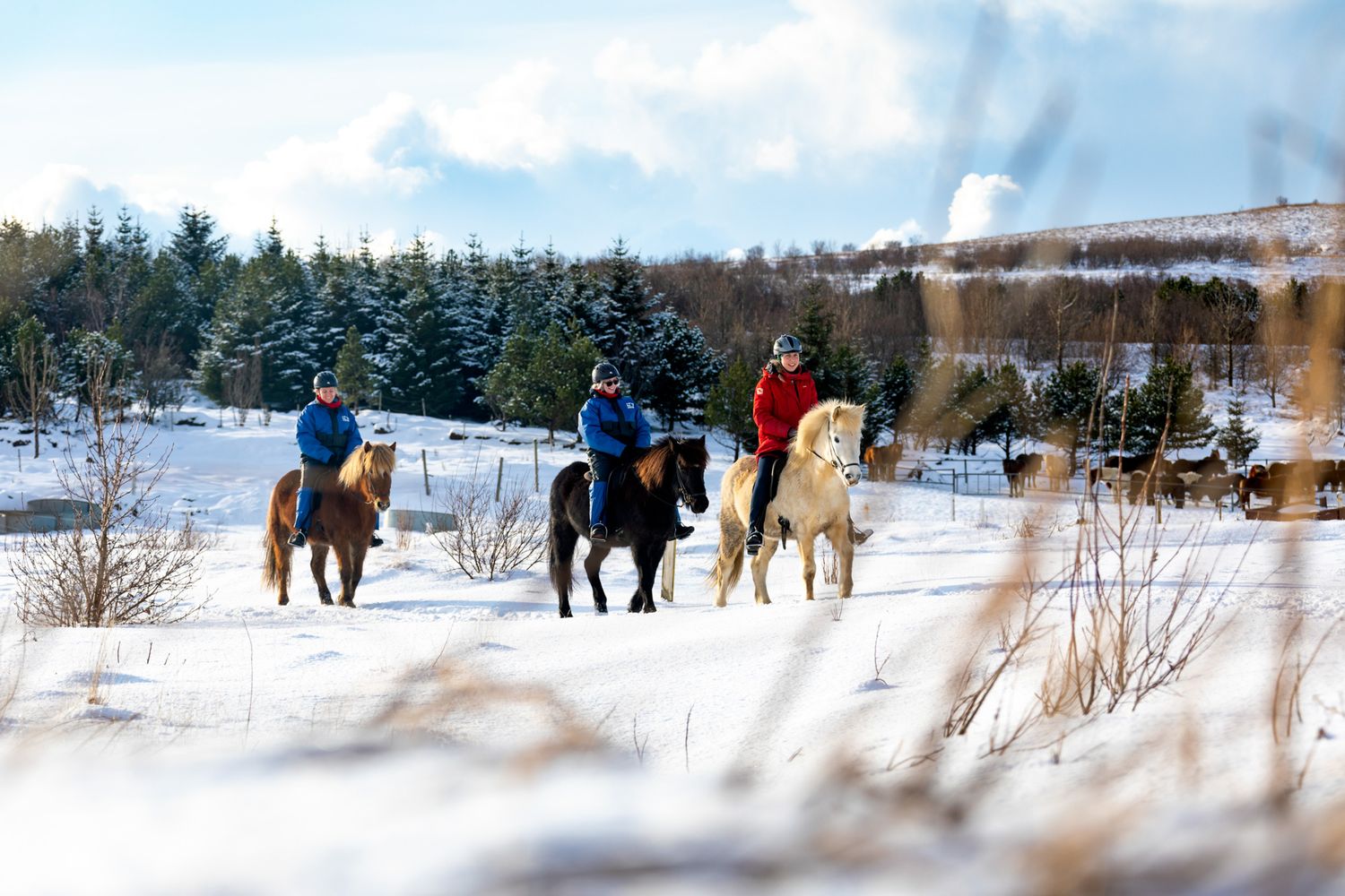Three people riding horses through a snowy winter landscape with evergreen trees and white-covered ground in the background.