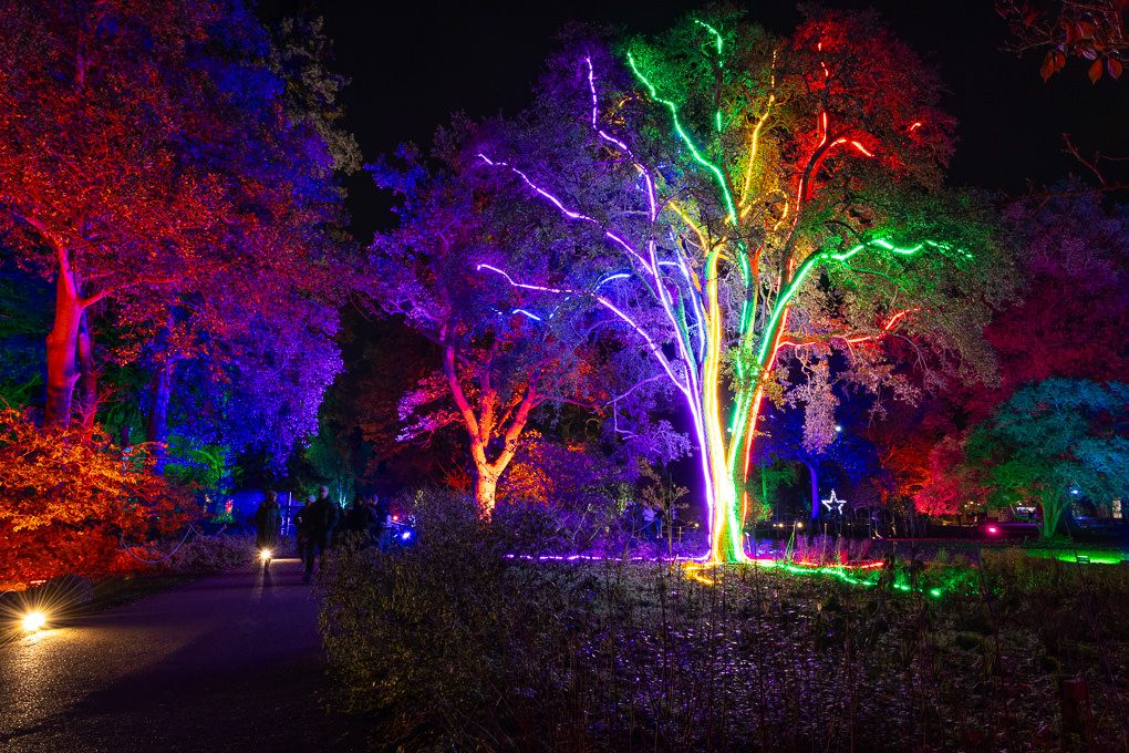 Illuminated trees glowing in vibrant rainbow colours during the nighttime Glow event at RHS Wisley.