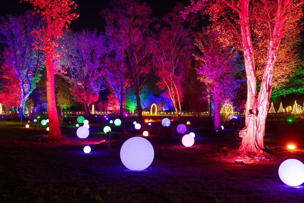 Enchanted forest glowing with vibrant red, blue and purple lights during the nighttime Glow event at RHS Bridgewater.