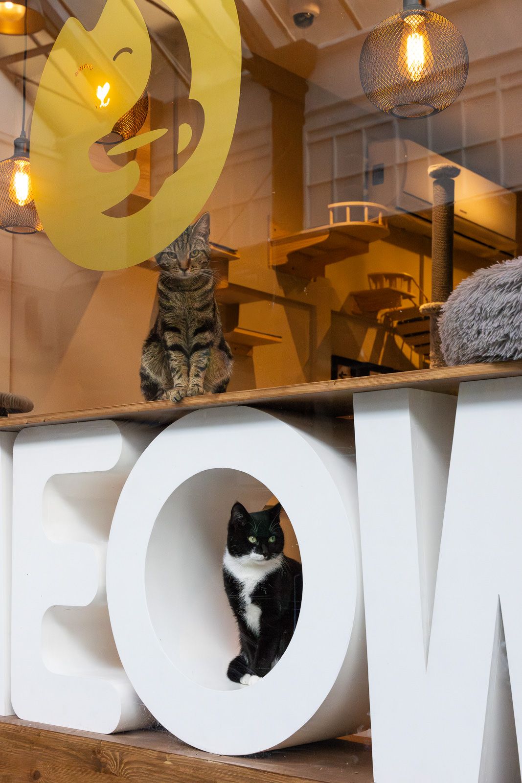 Two cats lounging in a cat cafe interior with decorative lettering and hanging pendant lights creating a cozy atmosphere.