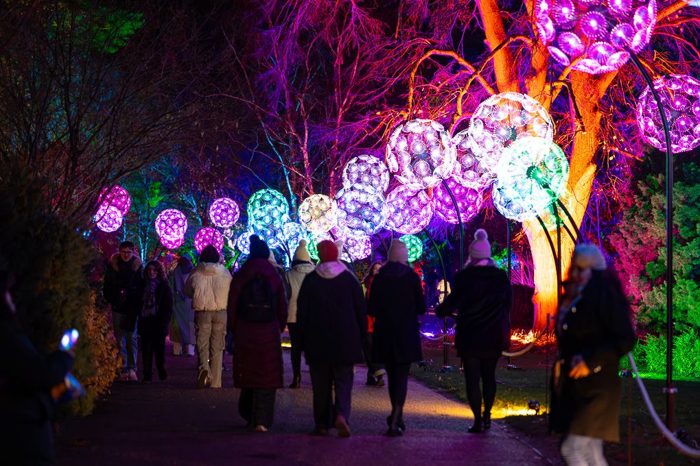 Visitors walking through colourful LED archways and tunnels during the illuminated light trail Glow event at RHS Wisley, Surrey.