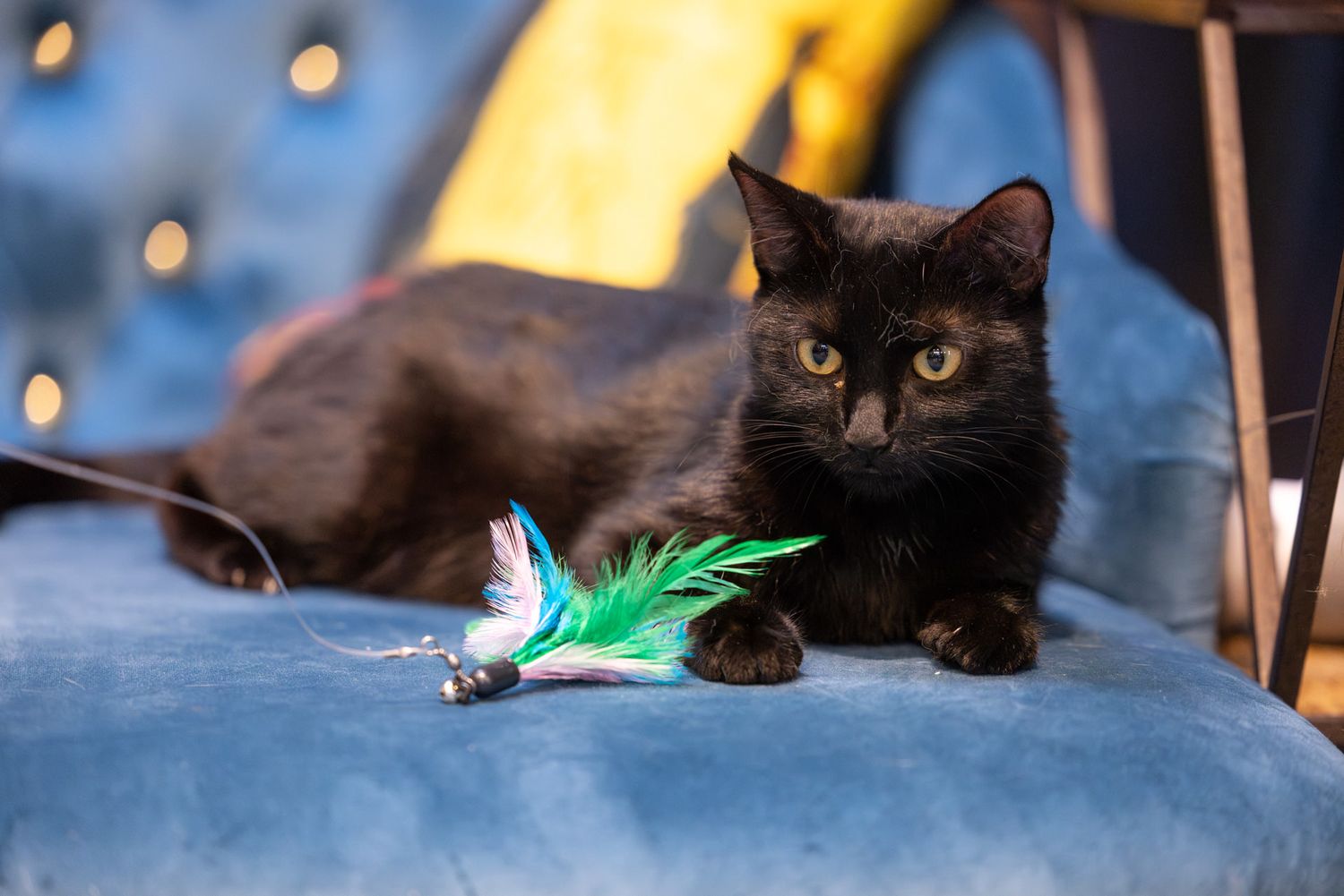 Cat cafe Hertfordshire: Black cat lies on a dark surface with a green and white feather toy, creating a playful scene in soft lighting.