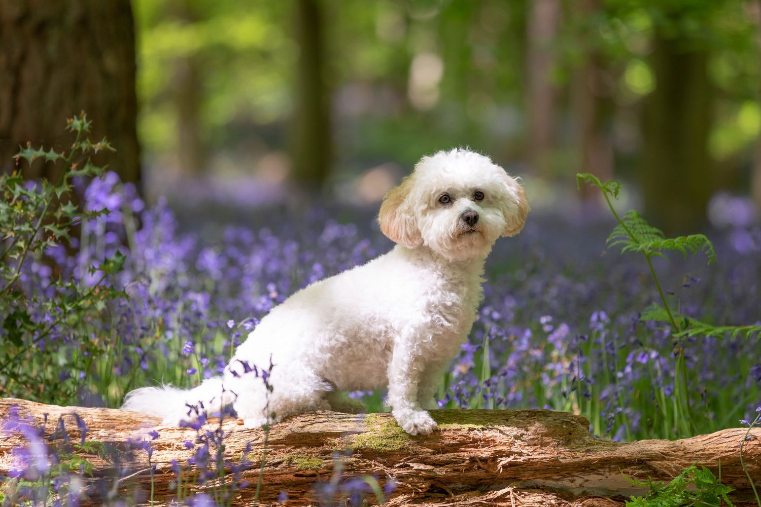 A fluffy white Cavapoo dog sits on a mossy log surrounded by blooming purple bluebells in a serene woodland forest.