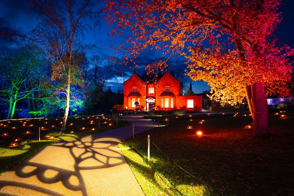 Illuminated trees with vibrant red foliage glow against a dark sky. Light trail photography at RHS Harlow Carr.
