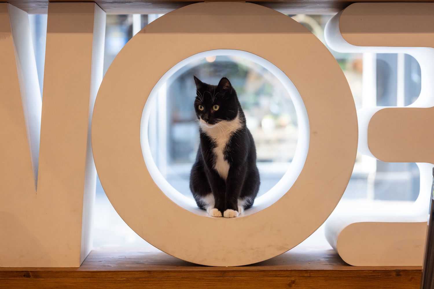 A black and white cat sits perfectly framed inside a large decorative circular opening on a wooden shelf in a cat cafe.
