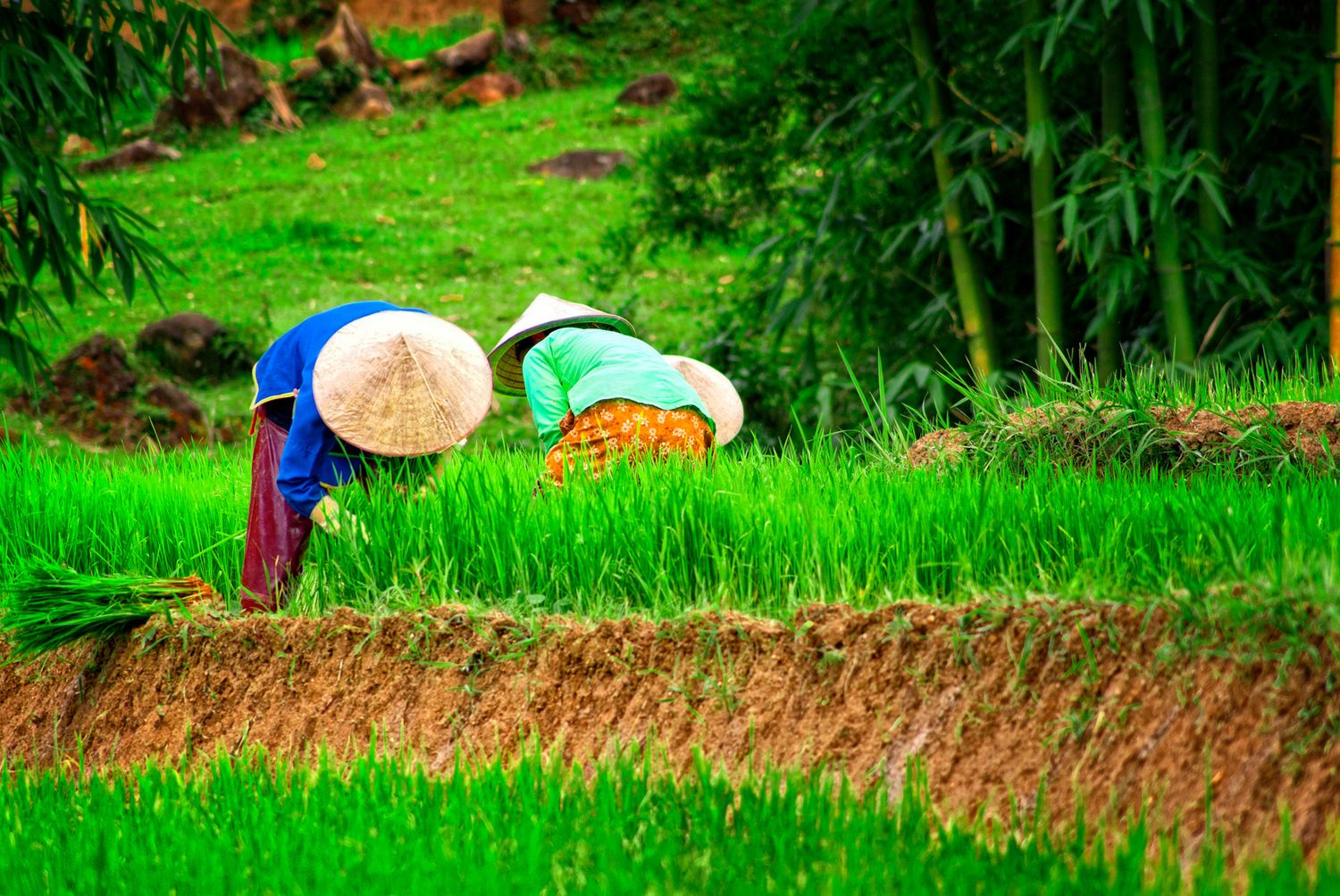 Two workers in conical hats harvest rice in a vibrant green terraced paddy field in Asia.