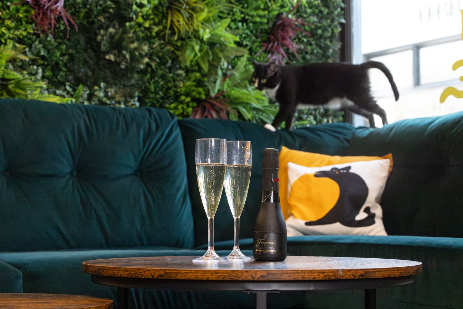 Two champagne flutes and a prosecco bottle on a wooden coffee table with a teal velvet couch and black cat silhouette. This is Meow Lounge
