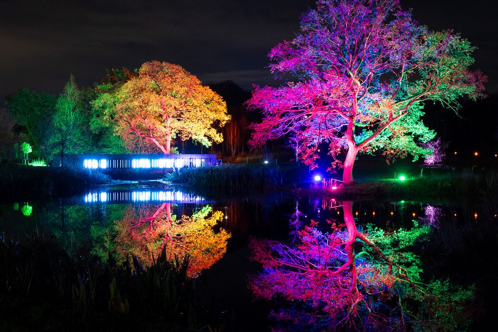 Colourful illuminated trees reflect on still water at night, creating a magical garden display. Glow at RHS Harlow Carr, Harrogate.
