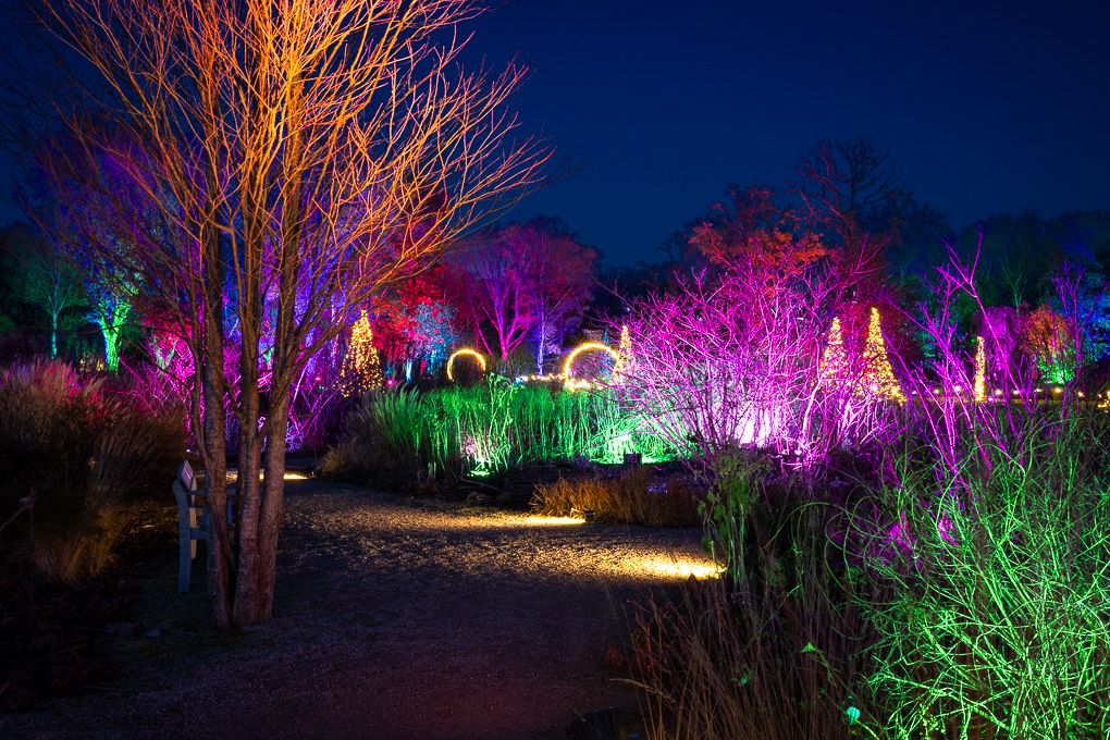 Illuminated landscape with colourful LED lights creating a magical nighttime display during the Glow event at RHS Bridgewater.