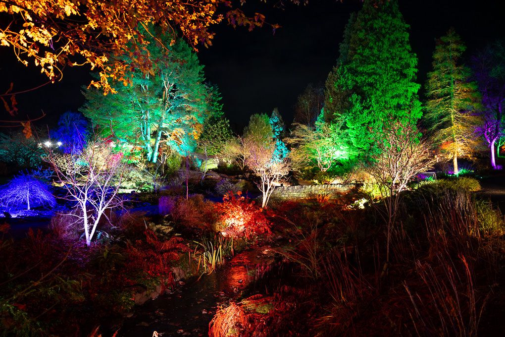 Illuminated trees glow with vibrant colours of red, green, and blue during a nighttime light trail display at the RHS Garden Harlow Carr.