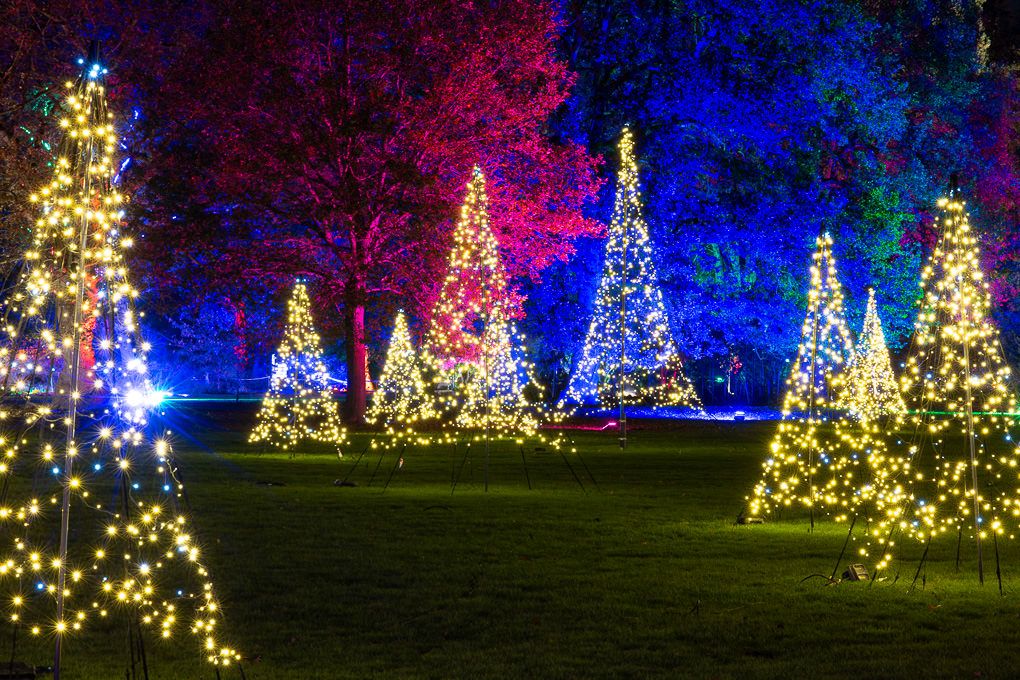 Illuminated trees glowing with white and blue lights during the Glow event at RHS Wisley, captured during my light trail photography.