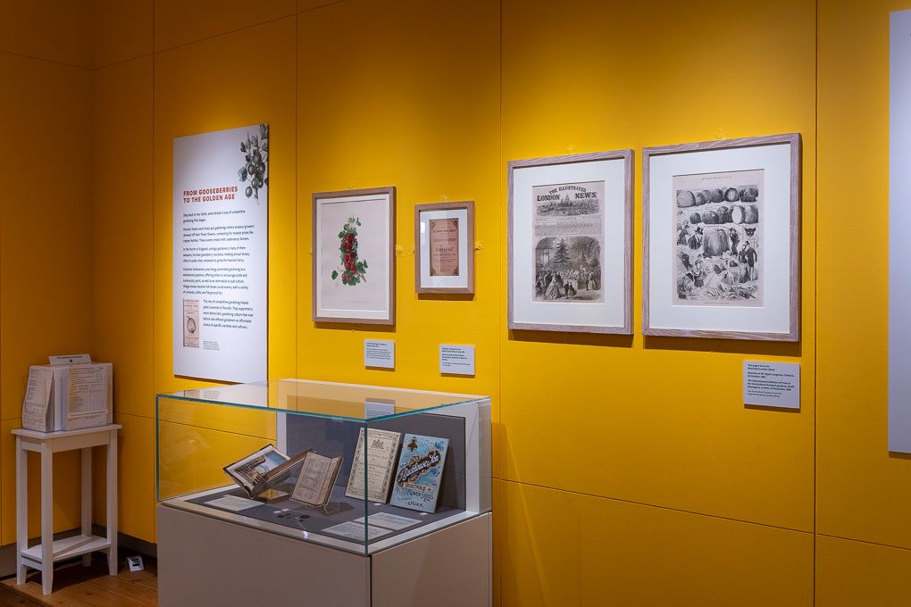 RHS Wisley museum gallery with vibrant yellow walls, framed artwork and linear display cases.